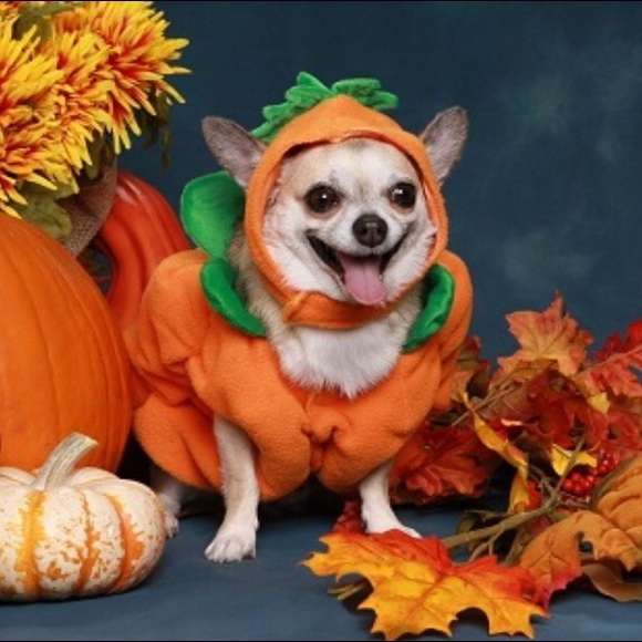 judy_pumpkin