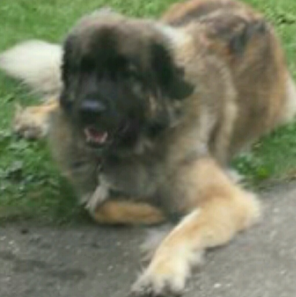 emilysdog