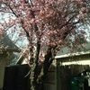 catherinec_4924