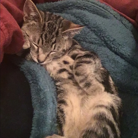 meeshpalm