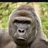 ryland_clagg