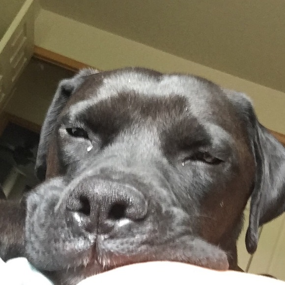 lavamonster