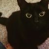 nutmeg_jane