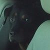 smartdog