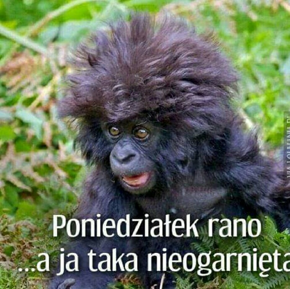 rzymianka