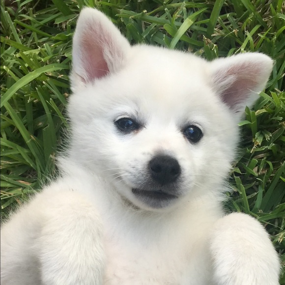 cocozi
