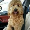 doodleluver