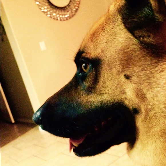 puppydanielle