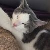 aria_hashampour