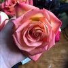 rosaleearledge