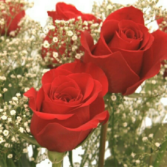 yolyconamor