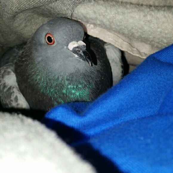 pidgiemom