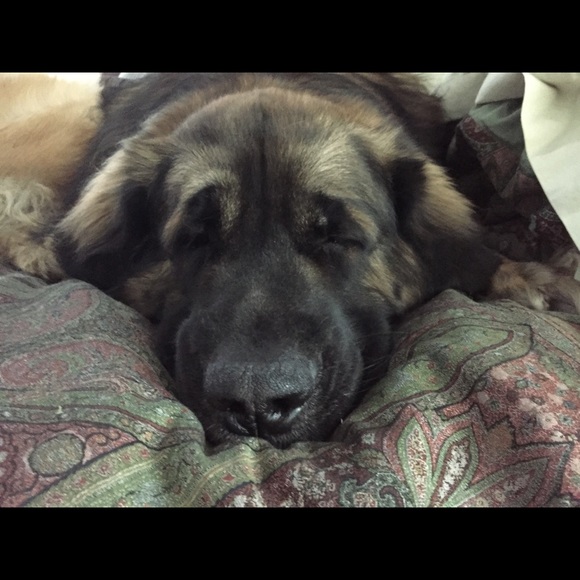 leodoglady