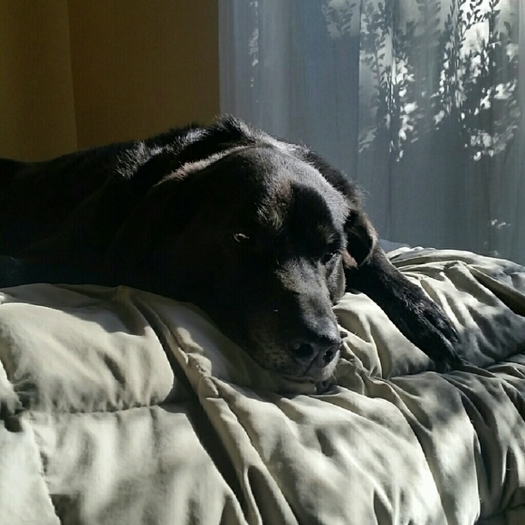 lovemypup1