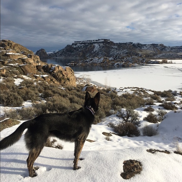 gthedog