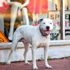 pitbullshoes