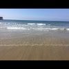 bear_bear231