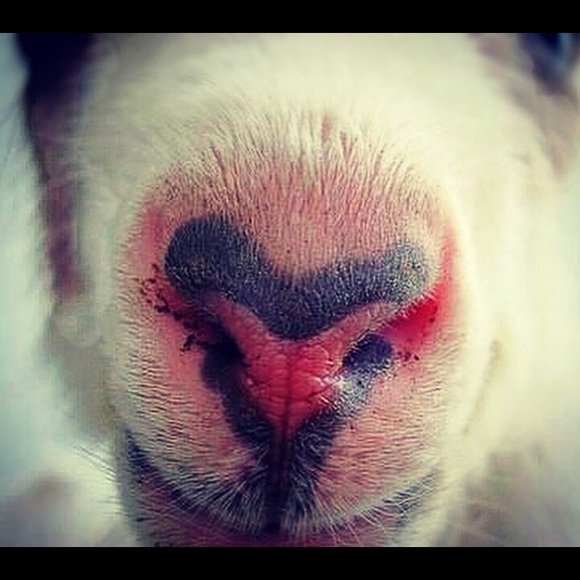 mamagoat61550