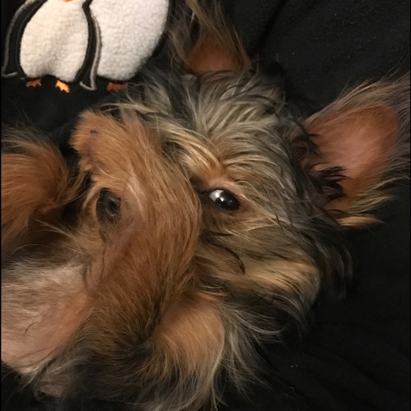 lor_e