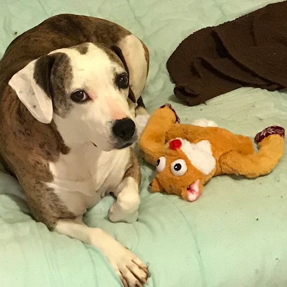 smithdogs