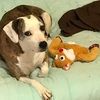 smithdogs
