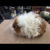 1crazybunny