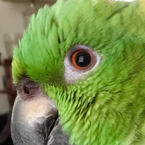 poohbearwily