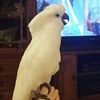 stepheniet27