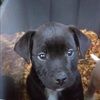 dogs4444