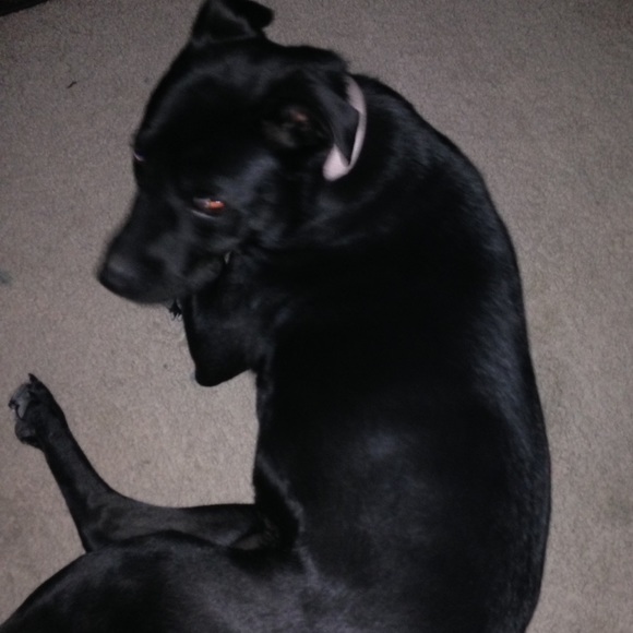 doggogo