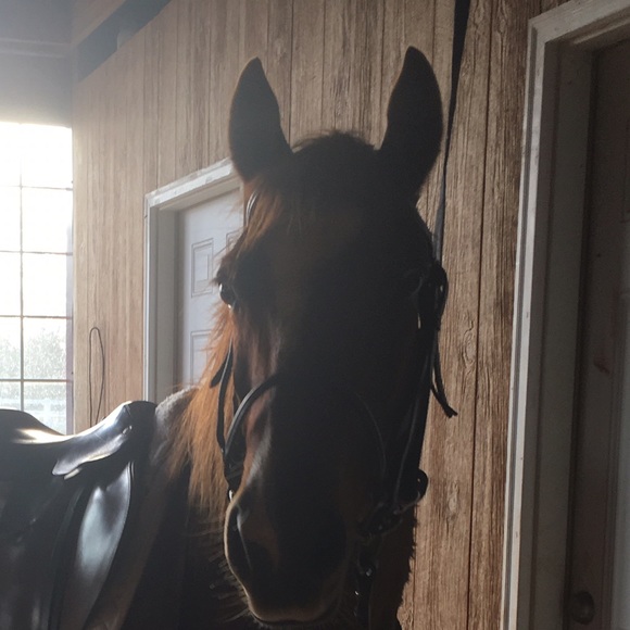rahorses80