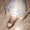 amandasv1717