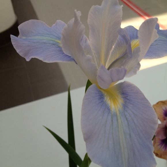 japanese_iris