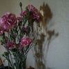 alic655
