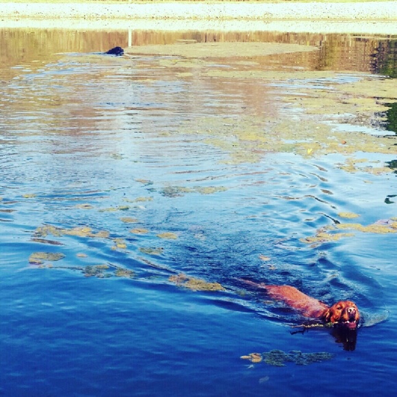 sapruett
