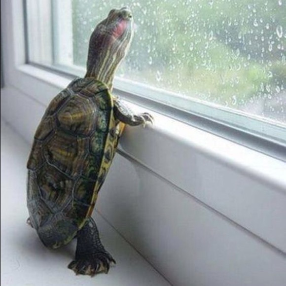 turtlelover726