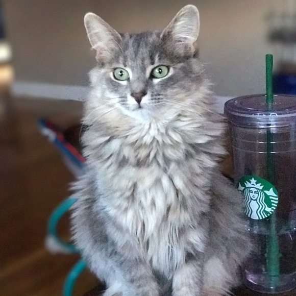 lularoekitten