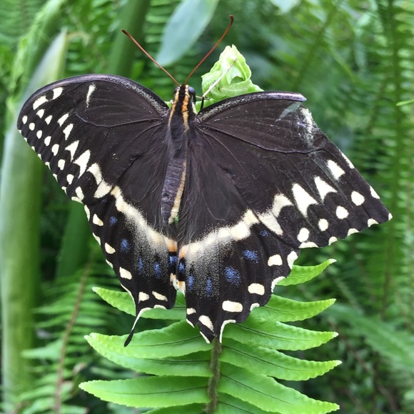 tmscalandra