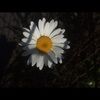 sonya_heuston