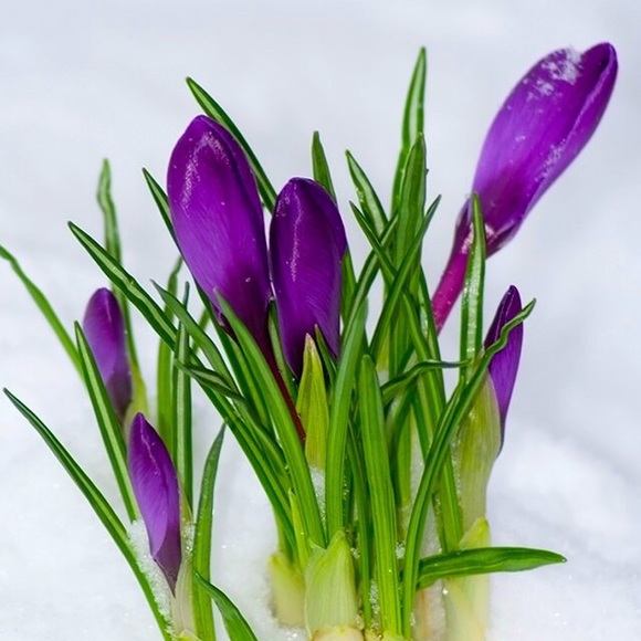 violetamr82