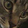 sweetmouse