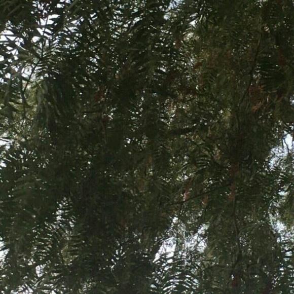 arsi_418
