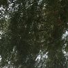 arsi_418
