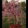 ctflower1