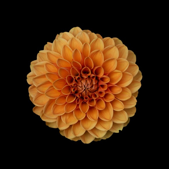 msvirgo73