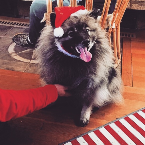 lilly_keeshond