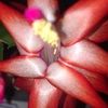 angrose143