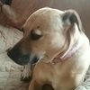 pitboo