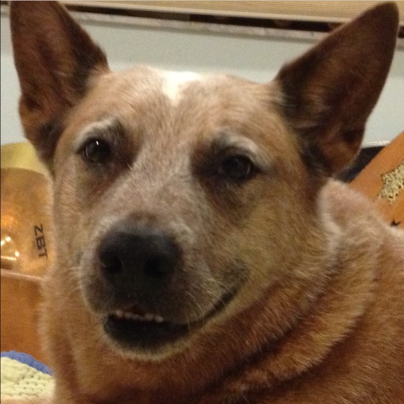 dingosudol