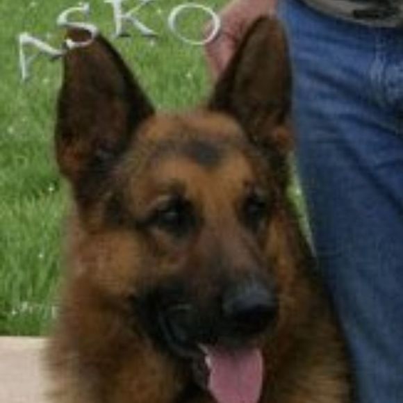 asko007